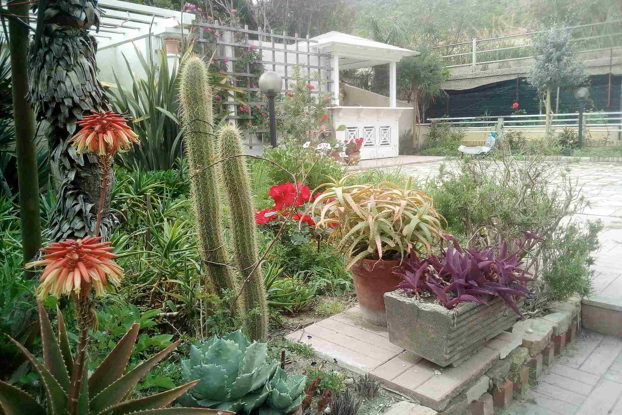 Il giardino botanico della granita - melograni, limoni e una collezione di rose datate tra il 1860 e il 1960